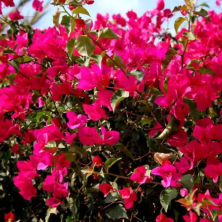 Apartment A 2 Minutos De La Playa *