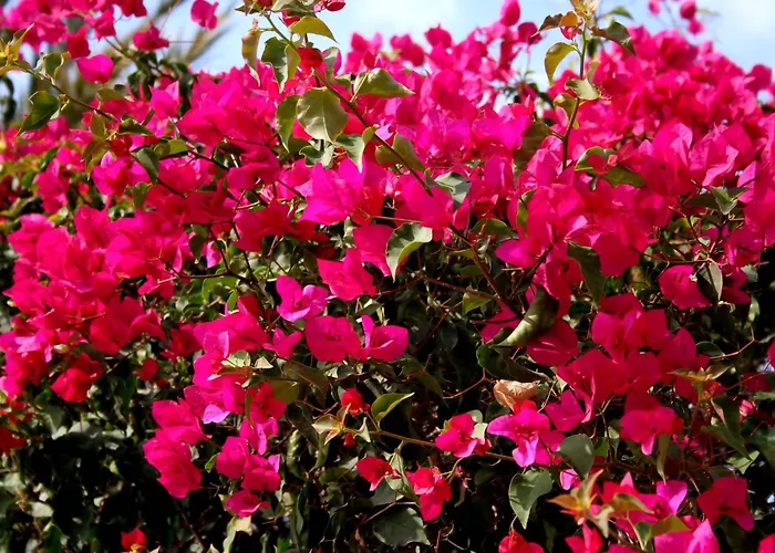 Appartement A 2 Minutos De La Playa *